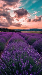 Obraz premium Lavender field basking under dramatic sky with clouds and sunset hues