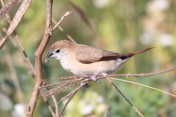 Silver bill 