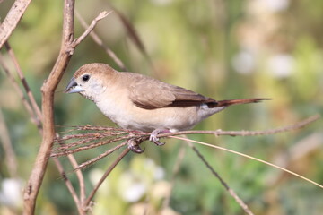 Silver bill 