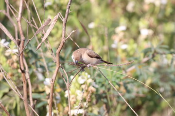 Silver bill 