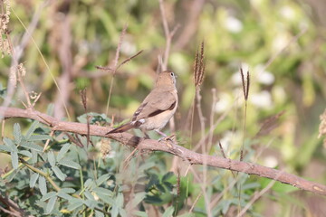 Silver bill 