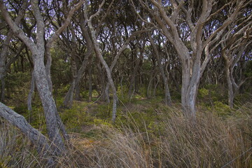 Crooked trees at the coast in Anglesea, Victoria, Australia
