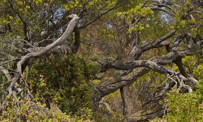 Crooked trees at the coast in Anglesea, Victoria, Australia
