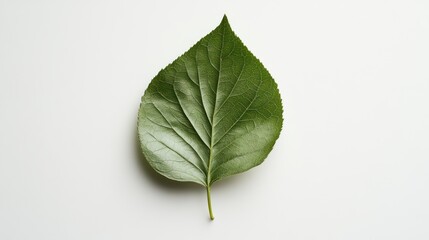 Single green leaf on white background