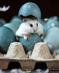 A cute white hamster hatching out of beautiful painted or dyed blue easter eggs 