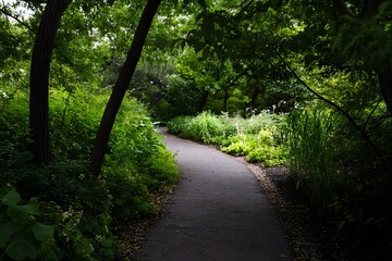 Obraz premium Winding path through a dense green forest with sunlit foliage
