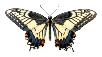 A butterfly with black and orange wings
