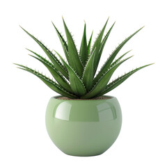 Houseplant Aloevera no background