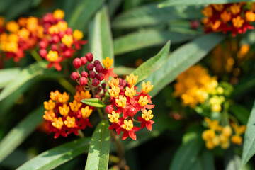 Milkweed flowers bloom in vivid clusters