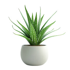 Houseplant Aloevera no background