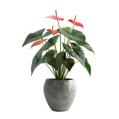 Houseplant anthurium no background