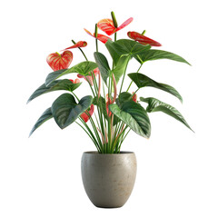 Houseplant anthurium no background