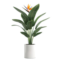 Houseplant bird of paradise no background