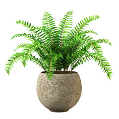 Houseplant boston fern no background