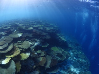 coral scenery underwater philippines tropical ocean floor