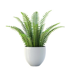 Houseplant boston fern no background