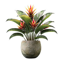 Houseplant bromeliad no background
