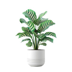 Houseplant calathea no background
