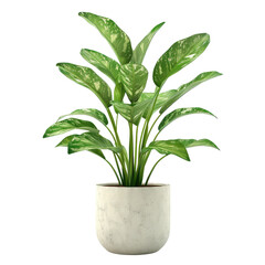Houseplant Chinese evergreen no background