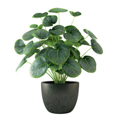 Houseplant Chinese money plant no background