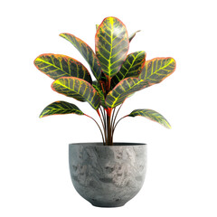 Houseplant croton no background