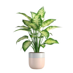 Houseplant dieffenbachia no background