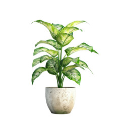 Houseplant dieffenbachia no background