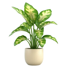 Houseplant dieffenbachia no background