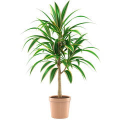 Houseplant dracaena no background