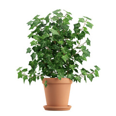 Houseplant English ivy no background