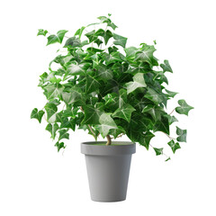 Houseplant English ivy no background