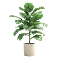 Houseplant ficus tree no background