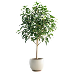 Houseplant ficus tree no background
