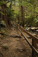 Hiking track to Erskine Falls at Lorne, Victoria, Australia
