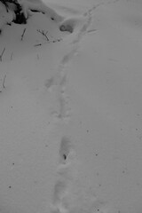 Mont Singer 28 Mars 2025 - N&B