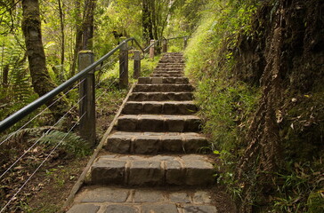 Obraz premium Hiking track to Erskine Falls at Lorne, Victoria, Australia 