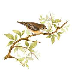 Cute little bird sit on branch with green leaves. Hand drawn illustration