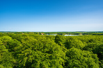 Fototapeta premium Treetop Walk at Ivenacker Oaks, Pomerania, Germany