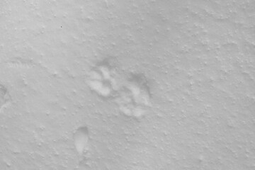 Mont Singer 28 Mars 2025 - N&B