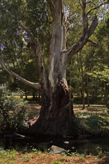 Fototapeta premium Giant tree at the hiking track to Phantom Falls at Lorne, Victoria, Australia 