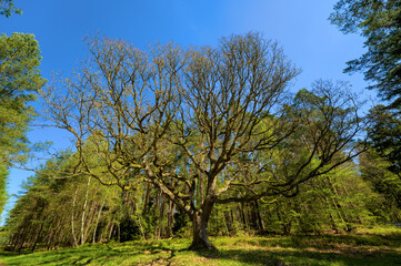 Tree at Rostocker Heide, Western-Pomerania, Germany