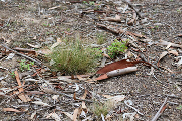 leaf litter and wild grasses on australian bushland ground
