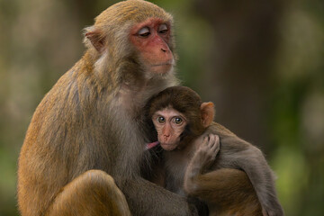 Macaques in nature. Macaques constitute a genus (Macaca) of gregarious monkeys.