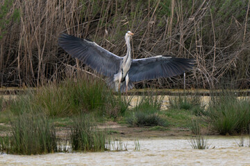 Héron cendré, Ardea cinerea, Grey Heron