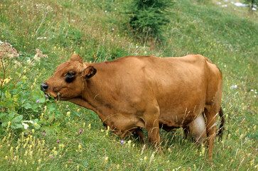 Vache, race Tarentaise