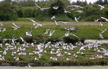 Mouette rieuse, colonie, nids, .Chroicocephalus ridibundus, Black headed Gull, Baie de Somme,