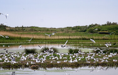 Mouette rieuse, colonie, nids, .Chroicocephalus ridibundus, Black headed Gull, Baie de Somme,