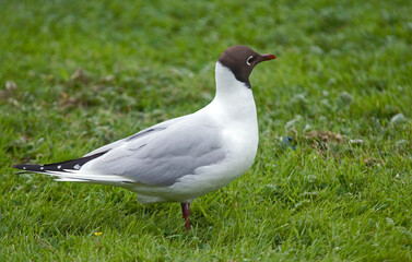Mouette rieuse,.Chroicocephalus ridibundus, Black headed Gull