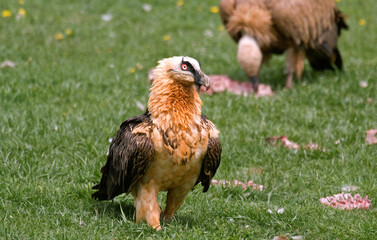 Gypaète barbu,.Gypaetus barbatus, Bearded Vulture,  Vautour fauve, Gyps fulvus, Griffon Vulture, Pyrénées