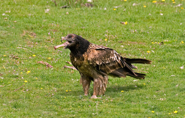 Gypaète barbu,.Gypaetus barbatus, Bearded Vulture,